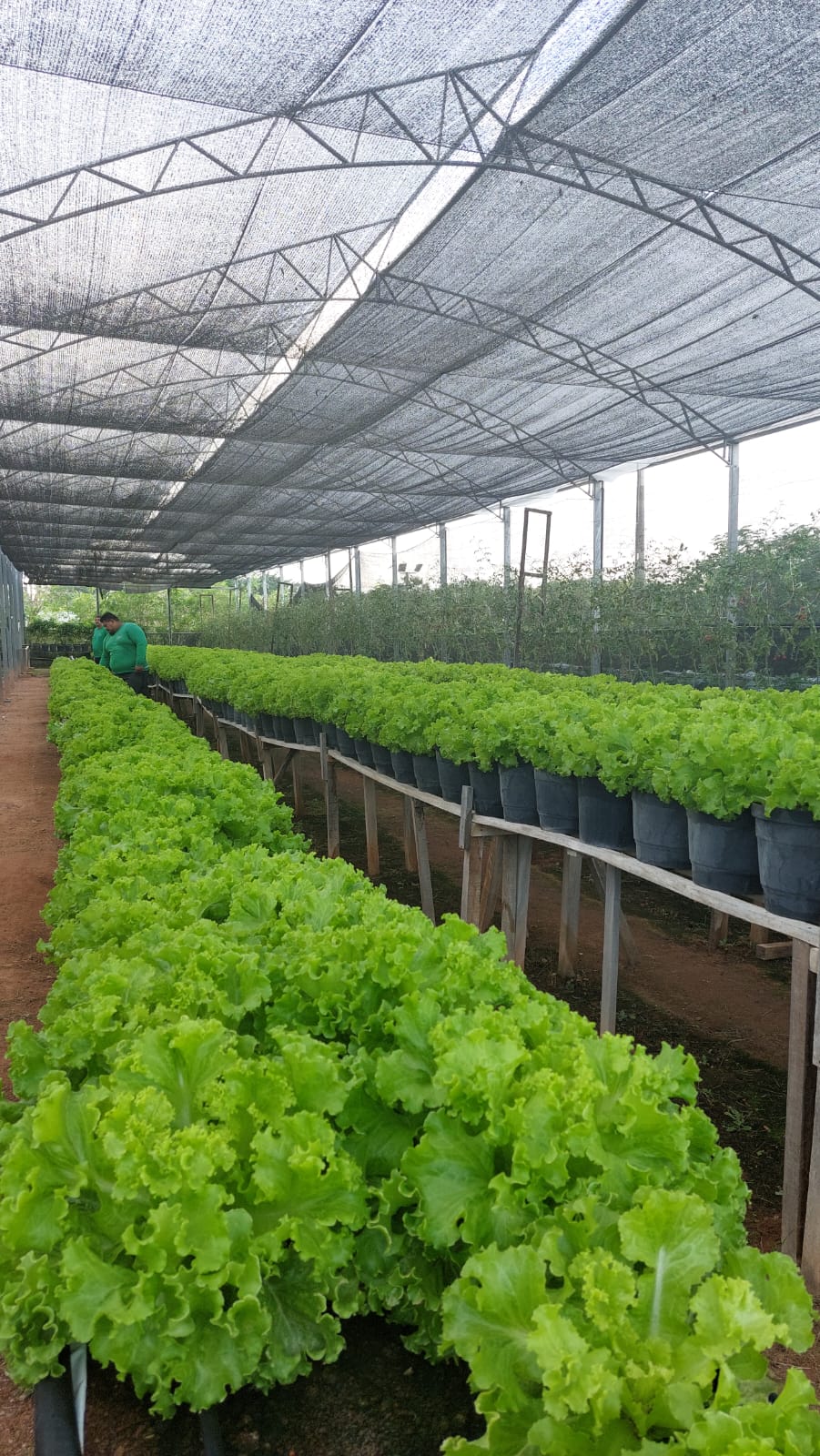 Horta Social promove primeira colheita de 2023 para idosos do Conjunto Ceará