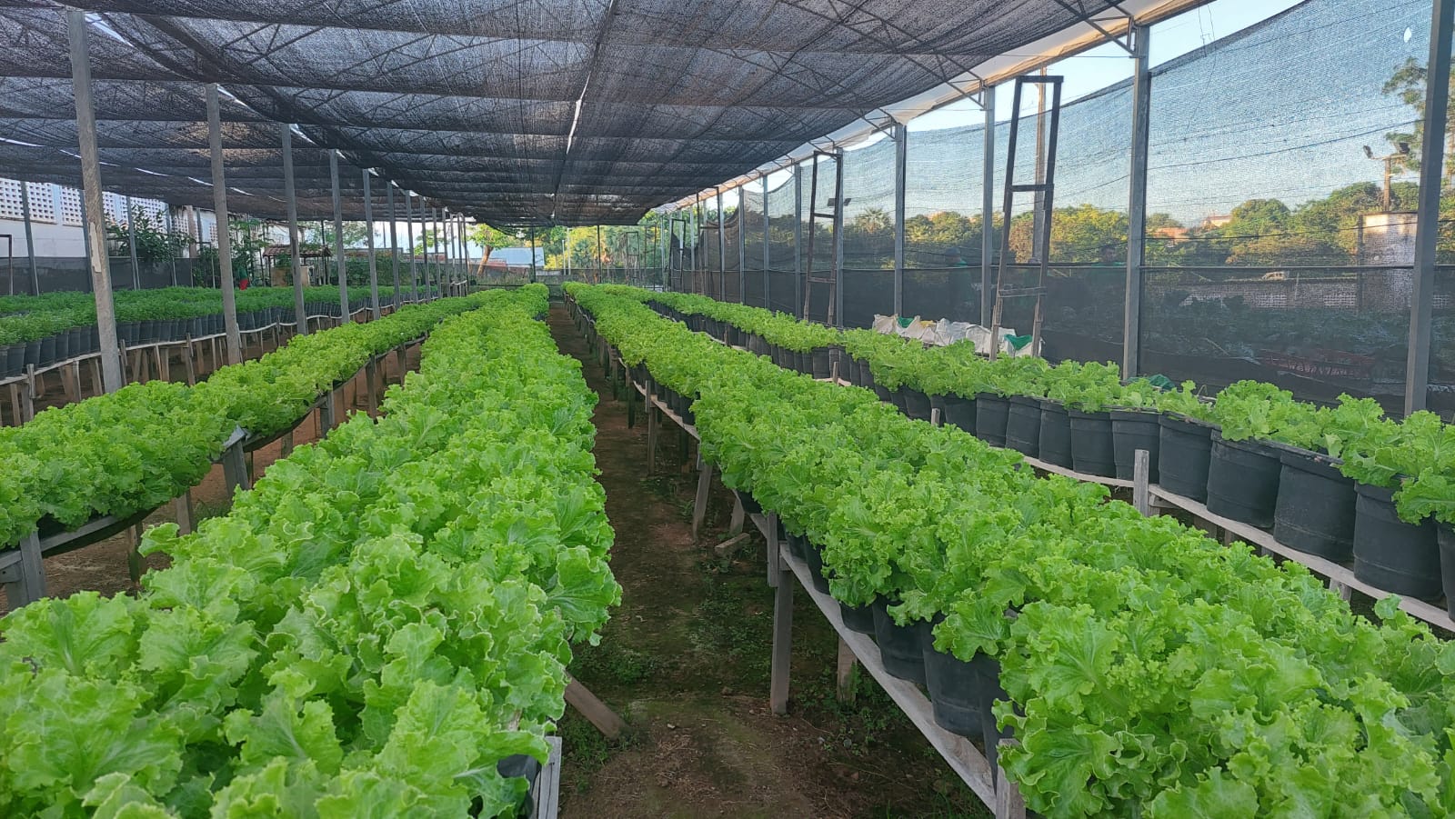 Projeto Horta Social Distribui Cerca de 900Kg de Hortaliças Nessa Sexta-Feira